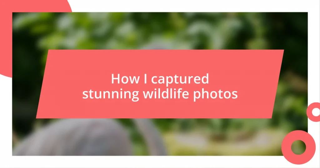 How I captured stunning wildlife photos