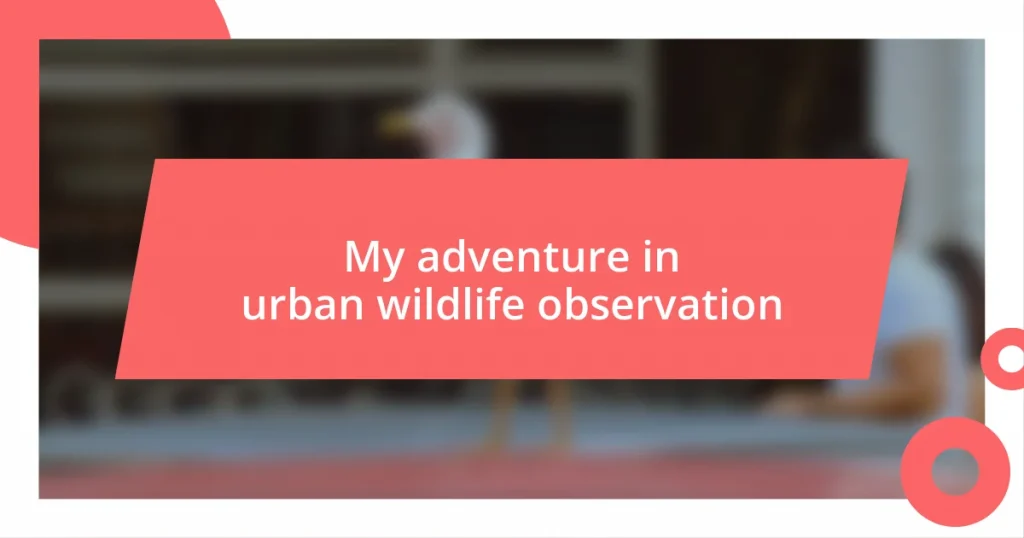 My adventure in urban wildlife observation